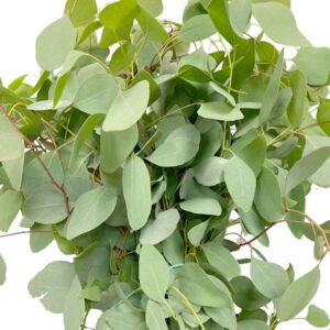 eucalipto populus