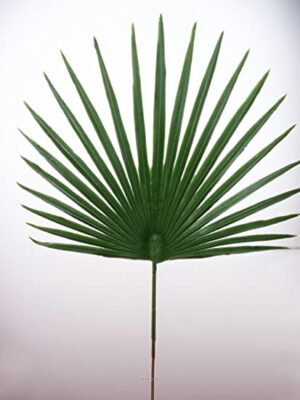 Hoja De Palmito