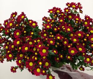 Crisantemo Santini Rojo