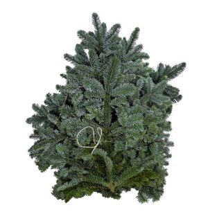 Mazo De Nobilis 5kg