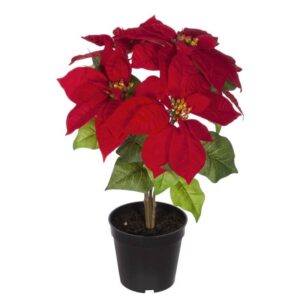 Maceta Poinsettia