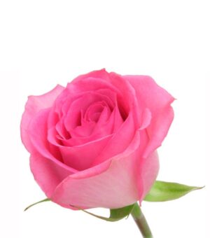 Rosa Priceless (50 cm)