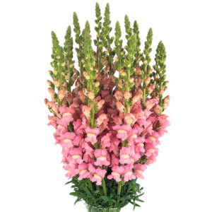 Antirrhinum Rosado