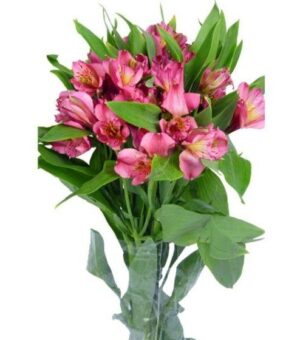 Alstroemeria Nac.