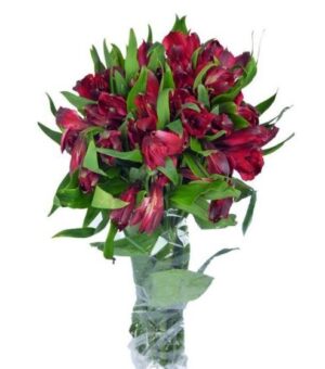 Alstroemeria Nac. Roja