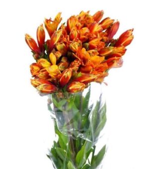 Alstroemeria Select Naranja Colombia