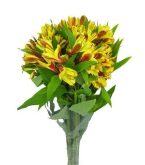 Alstroemeria Nac. Amarilla