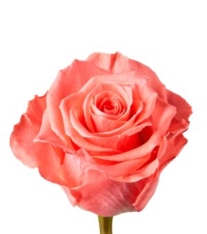 Rosa Amsterdam Extra