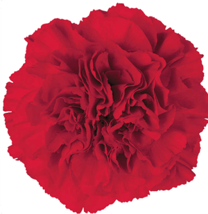 Clavel Colombiano Standard Rojo