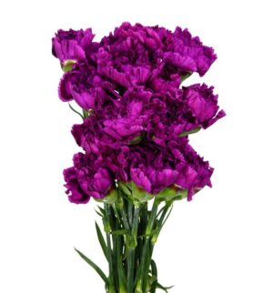Clavel Nac. Morado