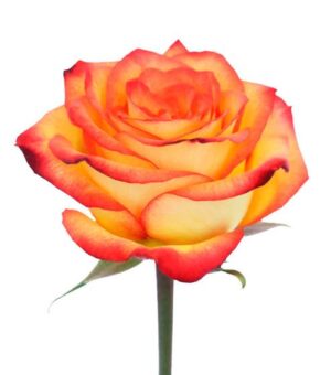 Rosa High Magic (50 cm)