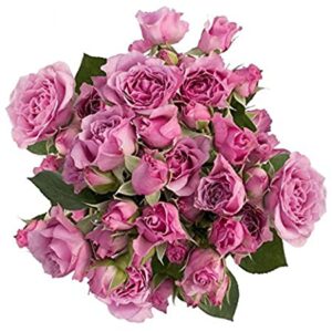 Rosa Spray Lavander