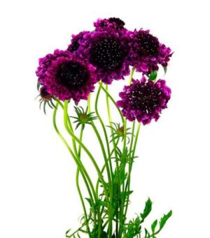 Scabiosa Nac. Morada