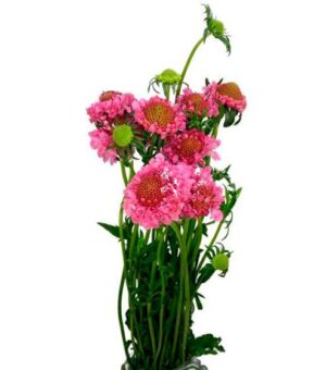 Scabiosa Nacional