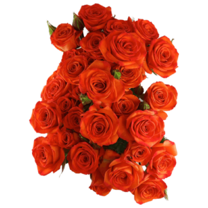 Rosa Spray Saona Naranja