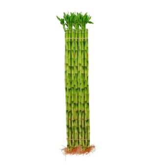 Bambu Recto