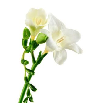 Freesia Nac. Blanca