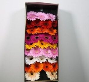Gerbera Mini Mixta
