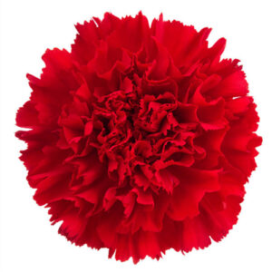 Clavel Rojo España