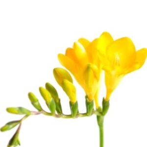Fressia Nac. Amarilla