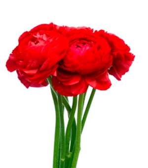 ranunculus rojo
