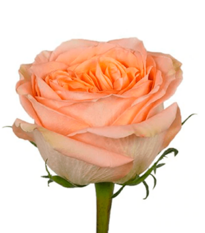 Rosa Country Home Extra