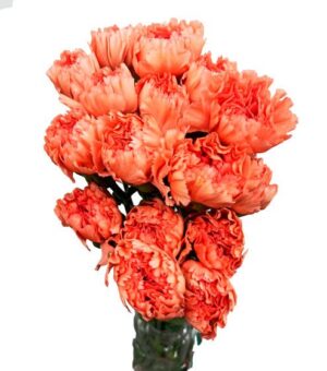 Clavel Nac. Naranja