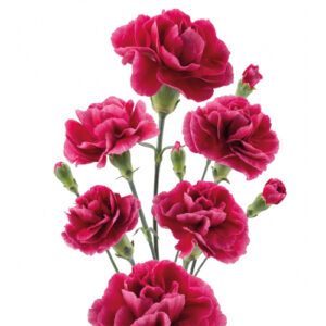 Clavel Mini Fucsia