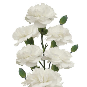 Clavel mini blanco España