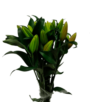 Lilium Oriental 2 Flores