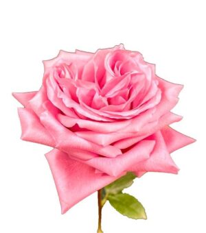 Rosa Queens Crown Extra