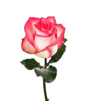 Rosa Good Luck Extra