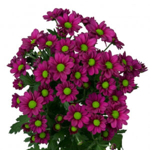 Crisantemo Fucsia Nacional