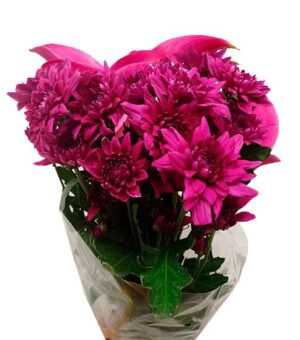 crisantemo euro fucsia