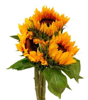 Helianthus