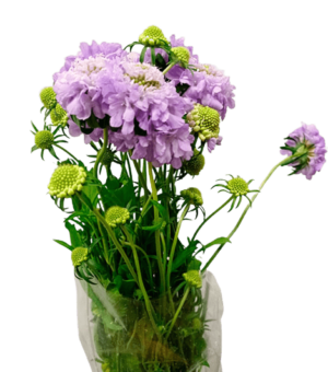Scabiosa Nac. Malva