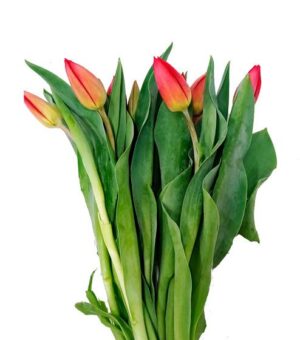 Tulipán Antartic Fire