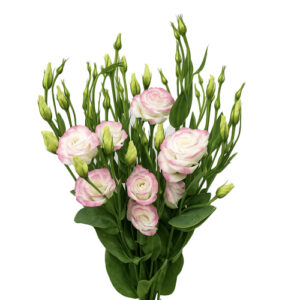 Lisianthus Rosa Blanco