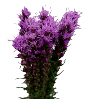 Liatris Nacional