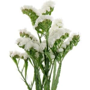 Statice Blanco España