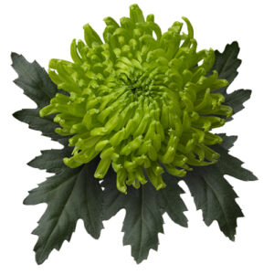 Crisantemo Uniflora Verde España