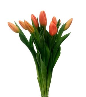Tulipán Icoon Naranja