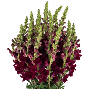 Antirrhinum Rojo España