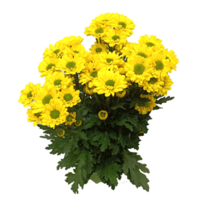 Cristantemo Santini Amarillo