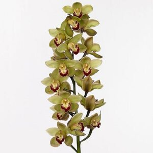 Cymbidium Verde