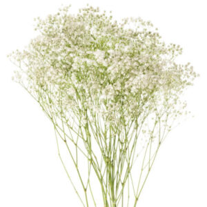Gypsophila Xlence 750g