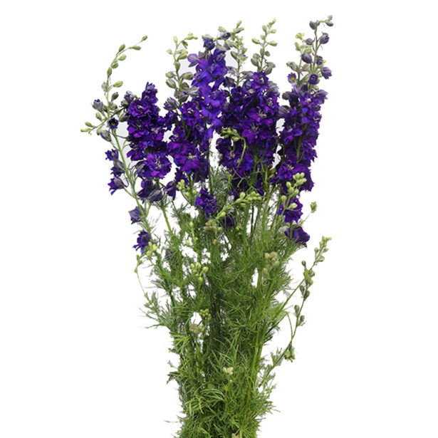 Delphinium Lavanda