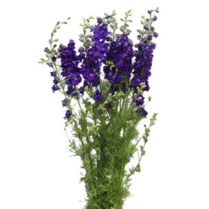 Delphinium Lavanda