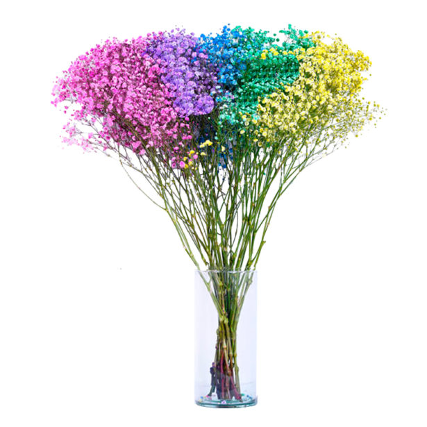 Gypsophila Over Time 1000Gr RAINBOW