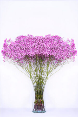 gypsophila xlence rosa